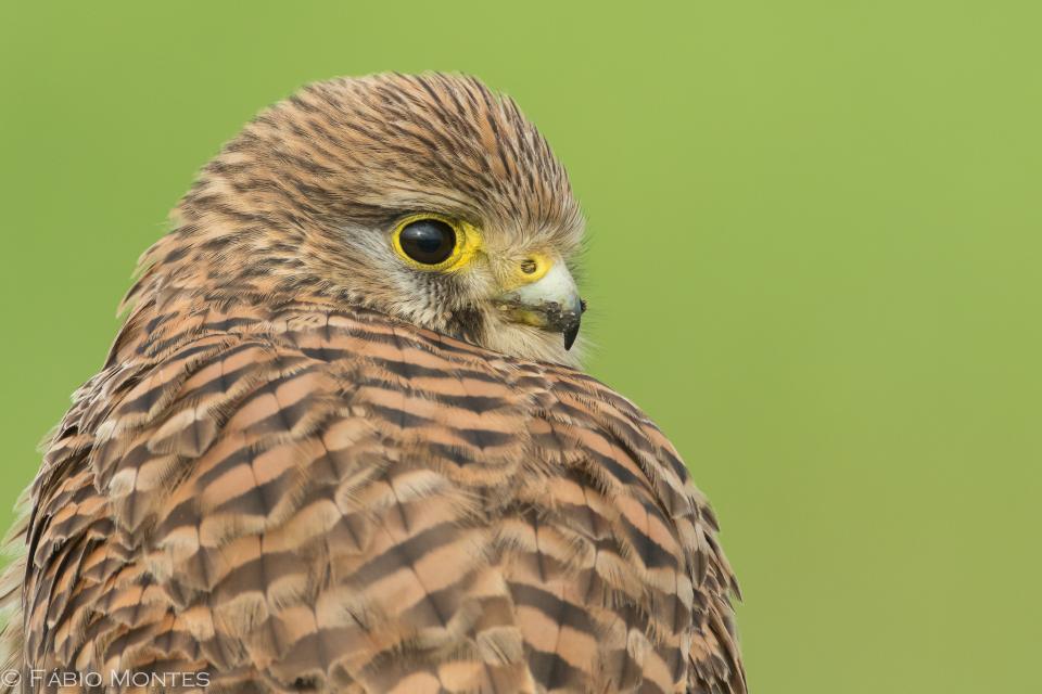 The common kestrel | Shutterbug